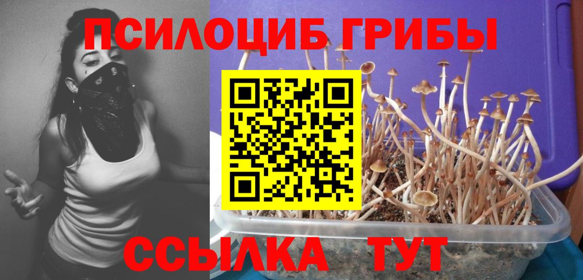 Псилоцибиновые грибы Psilocybine cubensis  Вход с VPN  Губкин 